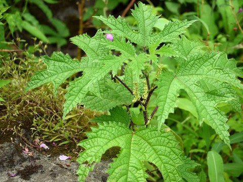 九阴真经火麻有什么用[图2]